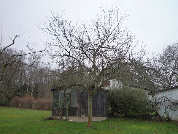 Obstbaumschnitt in Butzbach:
Mirabelle vor dem Schnitt
