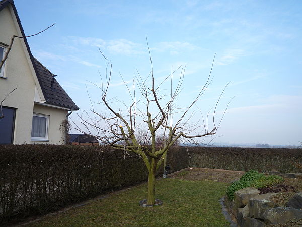 Obstbaumschnitt in Reichelsheim:
Junger Mirabellenbaum nach dem Schnitt