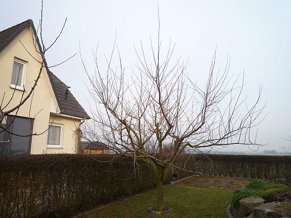 Obstbaumschnitt in Reichelsheim:
Junger Mirabellenbaum vor dem Schnitt