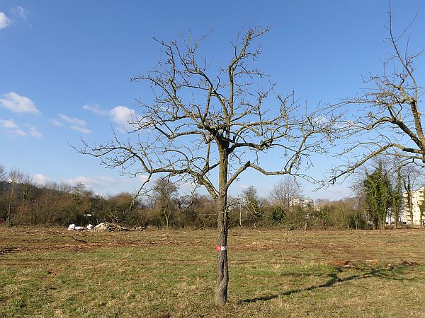 Obstbaumschnitt in Bad Nauheim:
Apfelbaum nach dem Altbaumschnitt