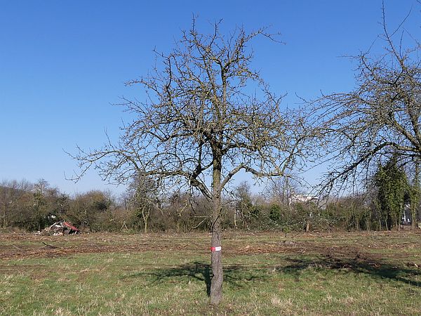 Obstbaumschnitt in Bad Nauheim:
Apfelbaum vor dem Altbaumschnitt