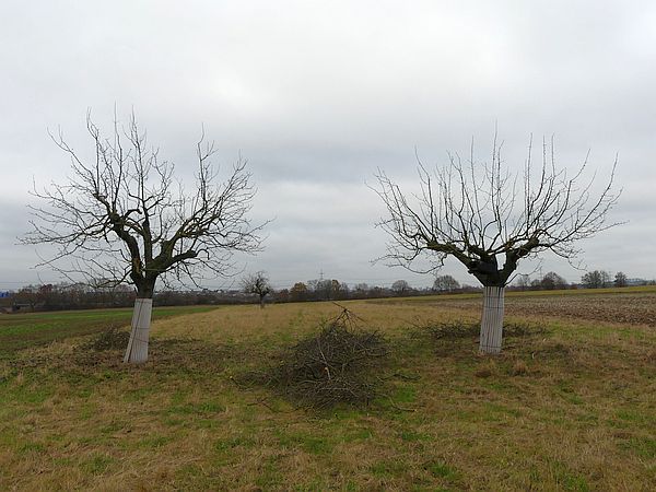 Obstbaumschnitt in Hüttenberg:
Altbaumschnitt – Alter Birnbaum und Apfelbaum nach dem Auslichtungsschnitt