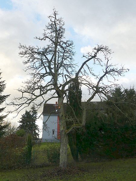 Obstbaumschnitt im Taunus:
Alter Birnbaum nach dem Verjüngungsschnitt