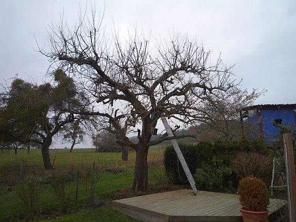 Obstbaumschnitt in Usingen:
Alter Apfelbaum vor Auslichtung und Einkürzung