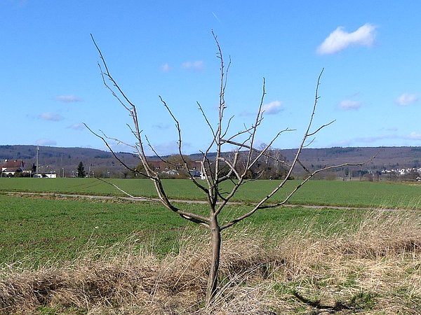 Obstbaumschnitt auf einer Streuobstwiese in Mittelhessen:
Junger Apfelbaum nach Erziehungsschnitt und Kronenformierung