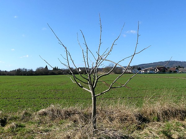Obstbaumschnitt in Butzbach:
Junger Apfelbaum nach Erziehungsschnitt und Kronenformierung durch Abspreizen zu steil stehender Leitäste