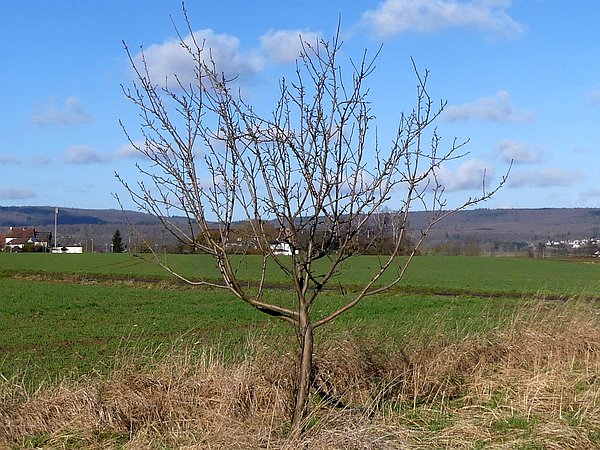 Obstbaumschnitt auf einer Streuobstwiese in Mittelhessen:
Junger Apfelbaum vor Erziehungsschnitt und Kronenformierung