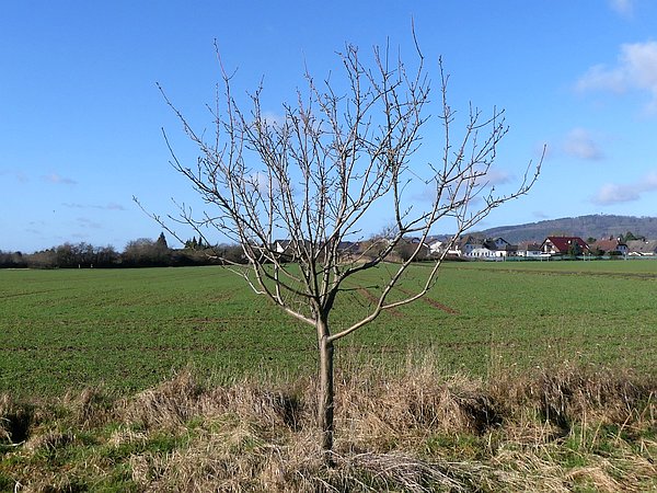 Obstbaumschnitt in Butzbach:
Junger Apfelbaum vor Erziehungsschnitt und Kronenformierung durch Abspreizen zu steil stehender Leitäste