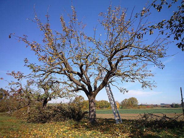 Obstbaumschnitt in Rockenberg:
Alter Apfelbaum auf einer Streuobstwiese nach dem Schnitt