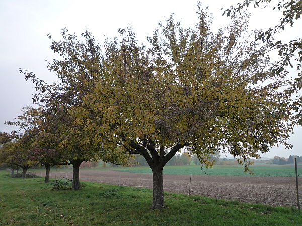 Obstbaumschnitt in Rockenberg:
Alter Apfelbaum auf einer Streuobstwiese vor dem Schnitt