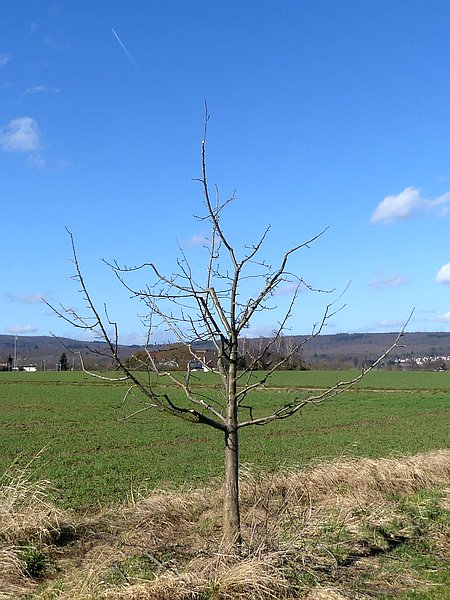 Obstbaumschnitt auf einer Streuobstwiese in Mittelhessen:
Längere Zeit ungepflegter Apfel-Jungbaum nach dem Erziehungsschnitt