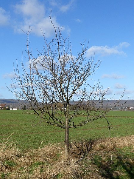 Obstbaumschnitt auf einer Streuobstwiese in Mittelhessen:
Längere Zeit ungepflegter Apfel-Jungbaum vor dem Erziehungsschnitt