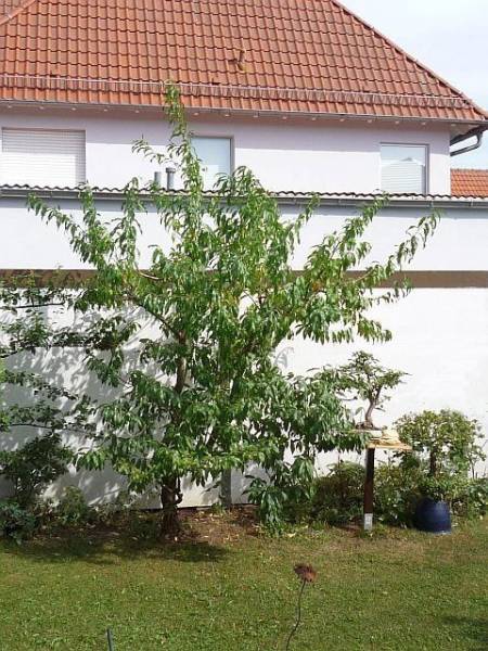 Obstbaumschnitt in Reichelsheim:
Junger Pfirsichbaum nach dem Schnitt