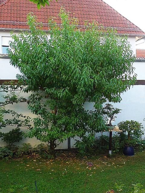 Obstbaumschnitt in Reichelsheim:
Junger Pfirsichbaum vor dem Schnitt