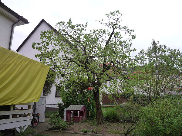 Obstbaumschnitt in Friedberg:
Quitte nach dem Schnitt