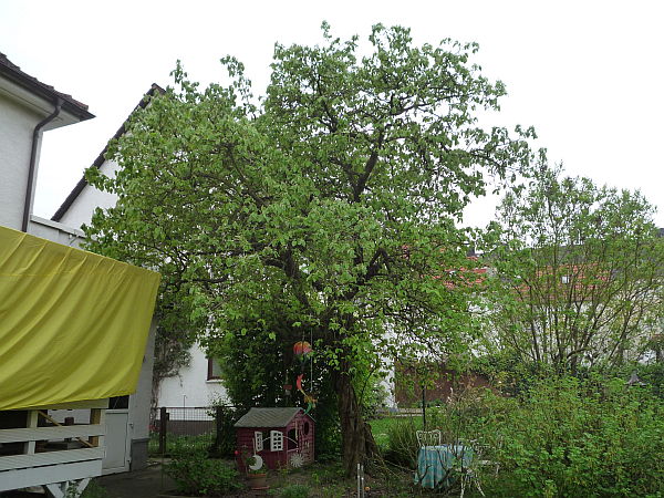 Obstbaumschnitt in Friedberg:
Quitte vor dem Schnitt