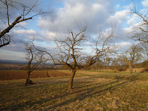 Obstbaumschnitt in Bad Nauheim:
Älterer Apfelbaum nach dem Verjüngungsschnitt