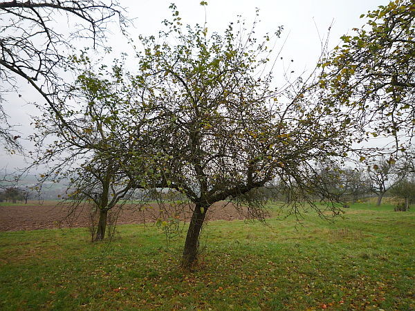 Obstbaumschnitt in Bad Nauheim:
Älterer Apfelbaum vor dem Verjüngungsschnitt