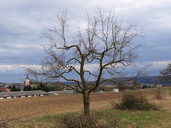 Obstbaumschnitt in Usingen:
Zwetschge nach dem Verjüngungsschnitt