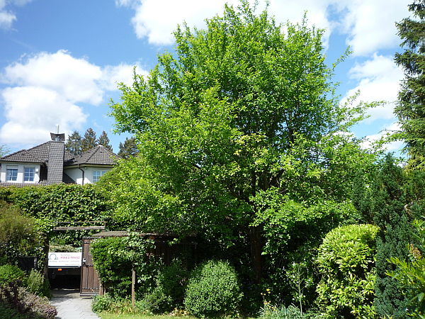 Obstbaumschnitt in Oberursel:
Zwetschge vor dem Sommerschnitt