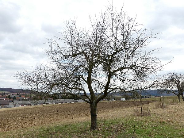 Obstbaumschnitt in Usingen:
Zwetschge vor dem Verjüngungsschnitt