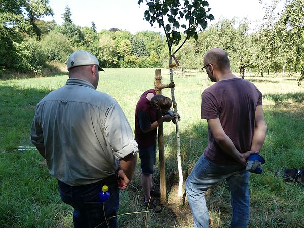 Obstbaumpflege-Seminar „Sommerschnitt und Pflegearbeiten im Sommer“: Behandlung Obstbaumkrebs
