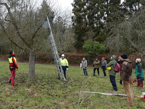 Obstbaumschnittkurs in Bad Nauheim: Kursteilnehmer üben den Verjüngungsschnitt