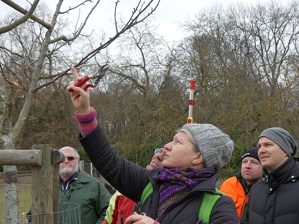 Obstbaumschnittkurs in Bad Nauheim: Kurs-Teilnehmer diskutieren das Vorgehen beim Erziehungsschnitt