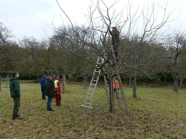 Obstbaumschnitt-Vertiefungskurs „Schnittpraxis“: Gemeinsamer Schnitt eines hochstämmigen Apfelbaumes in der Ertragsphase