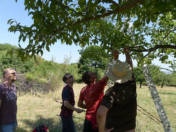 Obstbaumpflege-Seminar „Sommerschnitt und Pflegearbeiten im Sommer“ in Bad Nauheim: Erläuterung der theoretischen Grundlagen