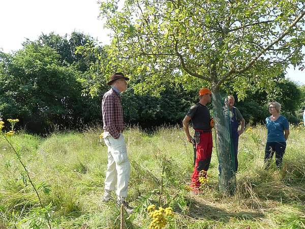 Obstbaum_Sommerschnittkurs für eine Kommune im Taunus: Besprechung von Fragen der Teilnehmer