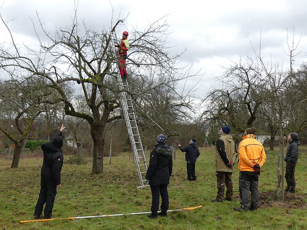 Obstbaumschnittkurs „Schnittpraxis“: Erläuterung von Fragen der Teilnehmer am Baum