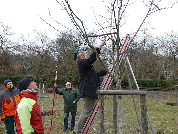 Obstbaumschnittkurs in Bad Nauheim: Teilnehmerin beim praktischen Üben des Jungbaumschnitts