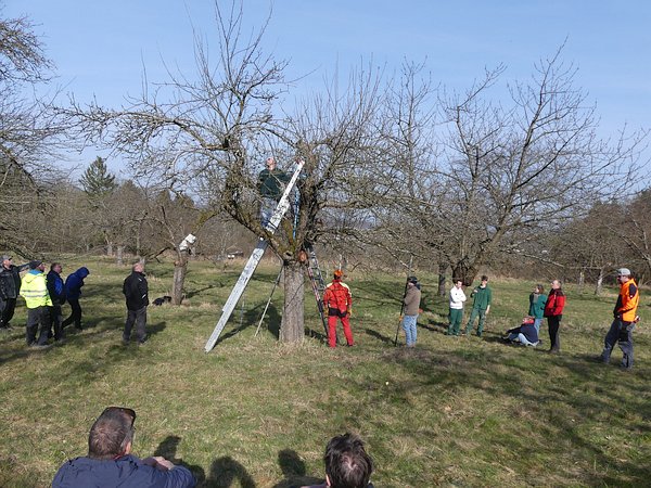 Obstbaumschnittkurs am Altbaum in Hessen: Gemeinsame Schnittpraxis unter Anleitung