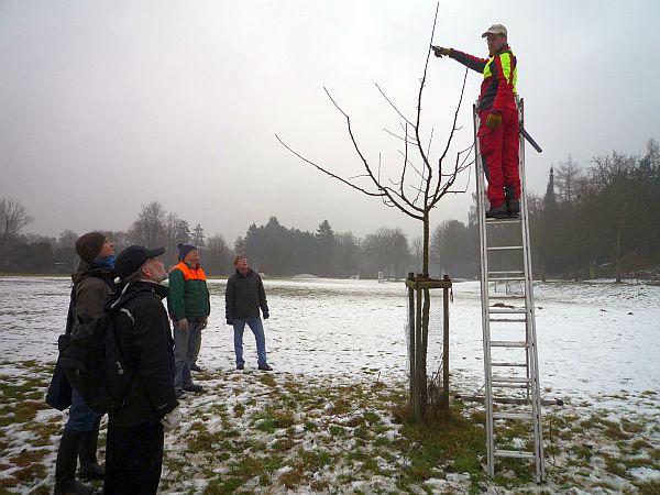 Obstbaumschnittkurs in Bad Nauheim: Erziehungsschnitt hochstämmiger Obstbäume