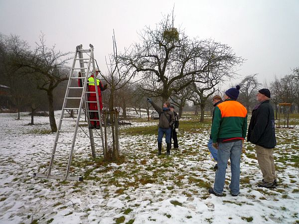 Obstbaumschnittkurs in Bad Nauheim: naturgemäßer Jungbaumschnitt