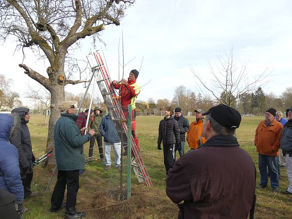 Obstbaumschnittkurs für einen Naturschutzverein: Vorführung des Pflanzschnitts