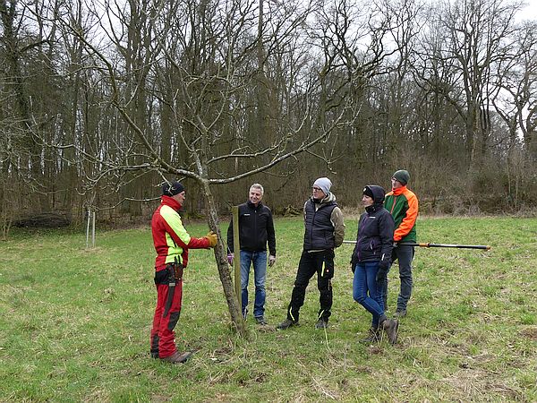 Obstbaumschnittkurs in Bad Nauheim: Demonstration einer Überbrückungsveredelung nach einem Stammschaden