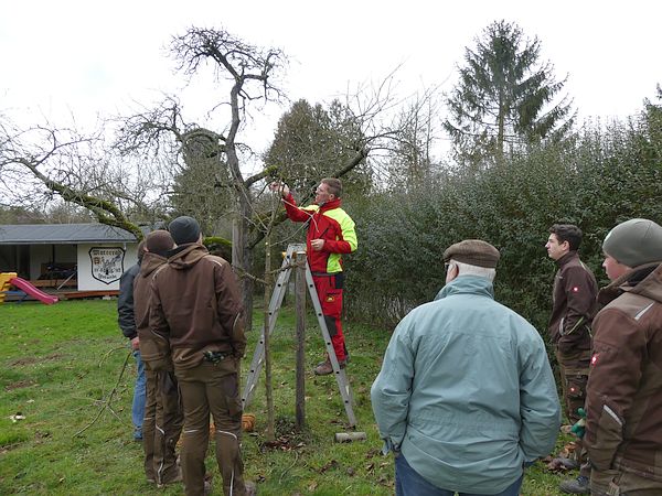 Obstbaumschnittkurs für Profis: Mitarbeiter eines Garten-Landschaftsbau-Betriebs lernen den fachgerechten Erziehungsschnitt