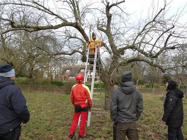 Obstbaumschnittkurs „Schnittpraxis“: Praktisches Üben des fachgerechten Schnittes hochstämmiger Obstbäume