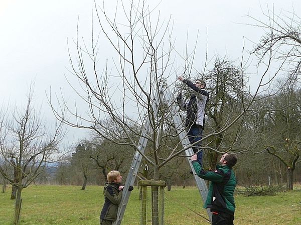 Obstbaumschnittkurs in Butzbach: Praktische Umsetzung des Gelernten an einem älteren Jungbaum