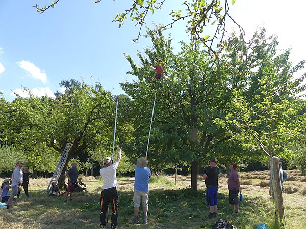 Obstbaumschnittkurs in Bad Nauheim: Vorstellung der Obstbaum-Klettertechnik mittels Kurzsicherung und Langseil beim Schnitt eines großkronigen Kirschbaumes