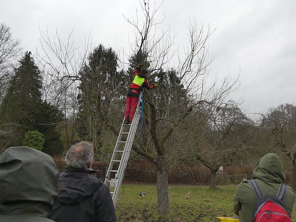 Obstbaumschnittkurs in Bad Nauheim: Erläuterung des Vorgehens beim Altbaumschnitt
