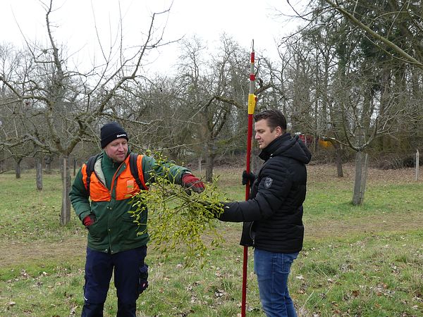 Obstbaumschnittkurs in Bad Nauheim: Mistelbeseitigung ist wichtiger Bestandteil der Obstbaumpflege