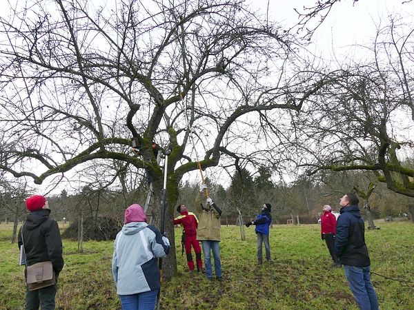 Obstbaumschnittkurs in Bad Nauheim: Thema „Mistelbeseitigung“