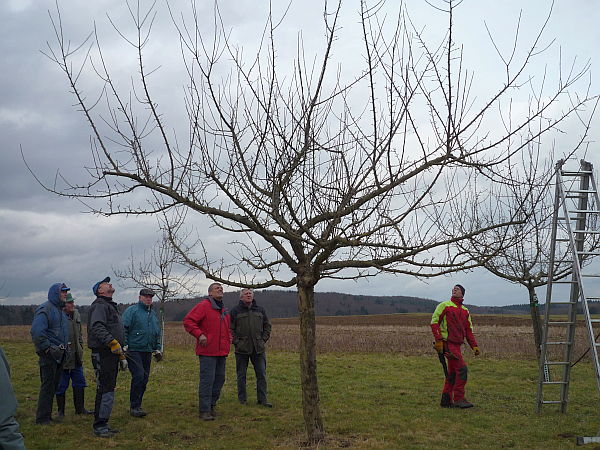 Obstbaumschnittkurs für einen OGV im Vogelsberg: Praxis Schnitt von Streuobstbäumen