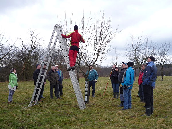 Obstbaumschnittkurs für einen OGV im Vogelsberg: Praxis Schnitt hochstämmiger Obstbäume