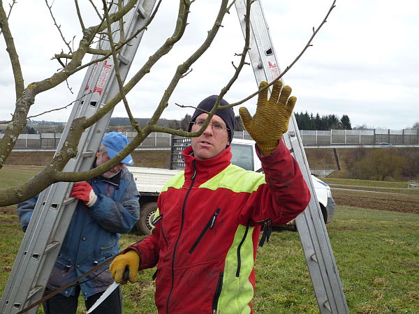 Obstbaumschnittkurs für einen OGV im Vogelsberg: Praxis