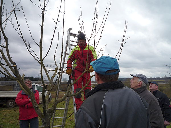 Obstbaumschnittkurs für einen OGV im Vogelsberg: Praxis naturgemäßer Obstbaumschnitt