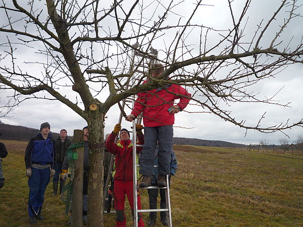 Obstbaumschnittkurs für einen OGV im Vogelsberg: Teilnehmer beim Üben des Obstbaumschnittes